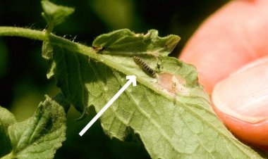 ಟೊಮ್ಯಾಟೊ ಎಲೆ ಸುರಂಗ ಹಾಗೂ ಕಾಯಿಕೊರೆಯುವ ಹುಳುವಿನ (PINWORM) ನಿಯಂತ್ರಣಾ ಕ್ರಮಗಳು  