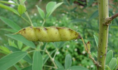 ತೊಗರಿ ಬೆಳೆ: ಕಾಯಿಕೊರಕ, ಗೂಡುಮಾರು ಹುಳು ಬಾಧೆ ನಿಯಂತ್ರಣ ವಿಧಾನ