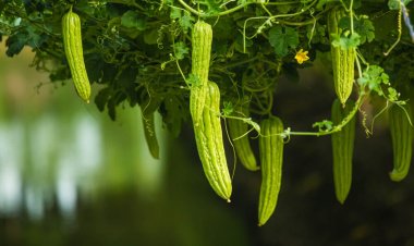 ಮಳೆಗಾಲದಲ್ಲಿ ವಿವಿಧ ಬೆಳೆಗಳ ಸಂರಕ್ಷಣೆಗೆ ಕೈಗೊಳ್ಳಬೇಕಾದ ಮುನ್ನೆಚ್ಚರಿಕಾ ಕ್ರಮಗಳು