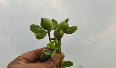 ನಮ್ಮ ಪರಿಸರ  ಸೋಮಶೇಖರ ಬಿ ಎಸ್
