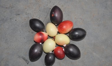 ನಮ್ಮ ಪರಿಸರ  ಸೋಮಶೇಖರ ಬಿ.ಎಸ್.   ಹಳಹಳಿಕೆಯನ್ನುಳಿಸಿದ ಕಾಡುಹಣ್ಣು - ಕವಳೆ