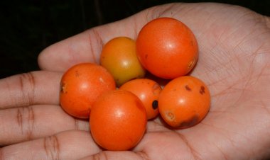 ನಗರದ ಬಳಕೆಗೆ ಬರಬಲ್ಲ ಕಾಡು ಹಣ್ಣು: ನಗರೆ- ಸೋಮಶೇಖರ್-ಬಿ.ಎಸ್