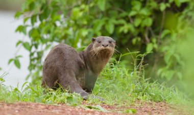 ತುಂಗಭದ್ರೆಯಲ್ಲಿ ಕಂಡ ನೀರು ನಾಯಿ ಹಿಂಡು-    ಮಲ್ಲಿಕಾರ್ಜುನ ಹೊಸಪಾಳ್ಯ