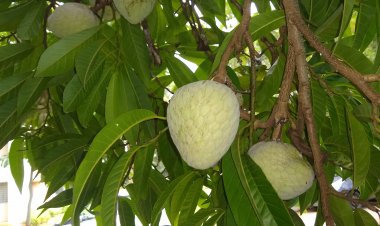 "ಗೂಳಿಯ ಗುಂಡಿಗೆ"    ಎಂಬ ಅಪರೂಪದ ಹಣ್ಣು
