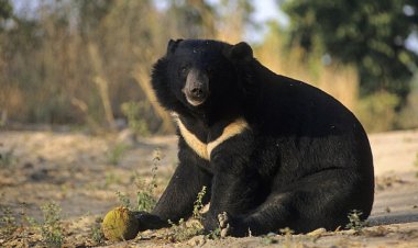  ಆ ಕತ್ತಲಲ್ಲಿ ಹಲಸಿನ ಮರದಿಂದ ಧೊಪ್ ಅಂತ ಬಿದ್ದದ್ದು ಕಾಯೋ, ಕರಡಿಯೋ? -ಹಳ್ಳಿ ಹೈದನ ನೂರೆಂಟು ನೆನಪುಗಳು -   -ಸಿ.ಚಿಕ್ಕಣ್ಣ ಐಎಎಸ್(ವಿ)
