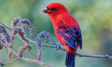 ಆ ಕೆಂಬಣ್ಣದ ಸುಂದರ ಕಾಯುತ್ತಿದ್ದಾನೆ... , 