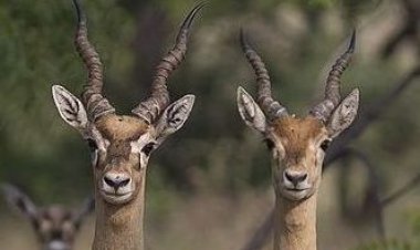 ಪತ್ರಿಕಾ ದಿನದ ಶುಭಾಶಯಗಳು  - ಕುಚ್ಚಂಗಿ ಪ್ರಸನ್ನ