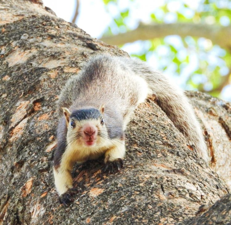 ಕಾವೇರಿ ವನ್ಯಧಾಮದಲ್ಲಿ ಬೆಟ್ಟಳಿಲು