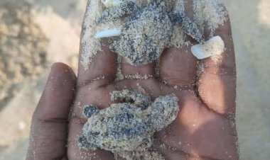 ಕಡಲಾಮೆಗಳ ಅಸ್ತಿತ್ವದ ಉಳಿವಿನ ಹೋರಾಟ