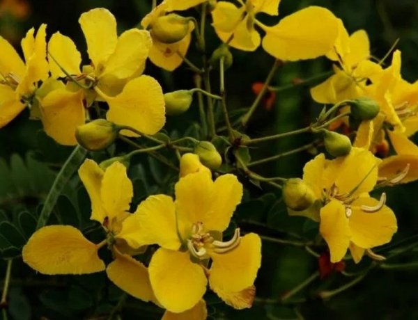 ಅಜ್ಜನ ಬೇವಿನ ಹೂವಿನ ಗುಲ್ಕನ್,  ಅಜ್ಜಿಯ ತಂಗಡಿ ಹೂವಿನ ಟೀ..,                                                                                      ನೇತ್ರಾವತಿ.ಕೆ.ಬಿ