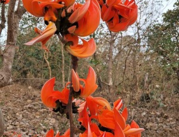    ವಿನಾಶದ ಅಂಚಿನಲ್ಲಿ ವೃಕ್ಷ ರಾಜ ʼಮುತ್ತುಗ ʼ