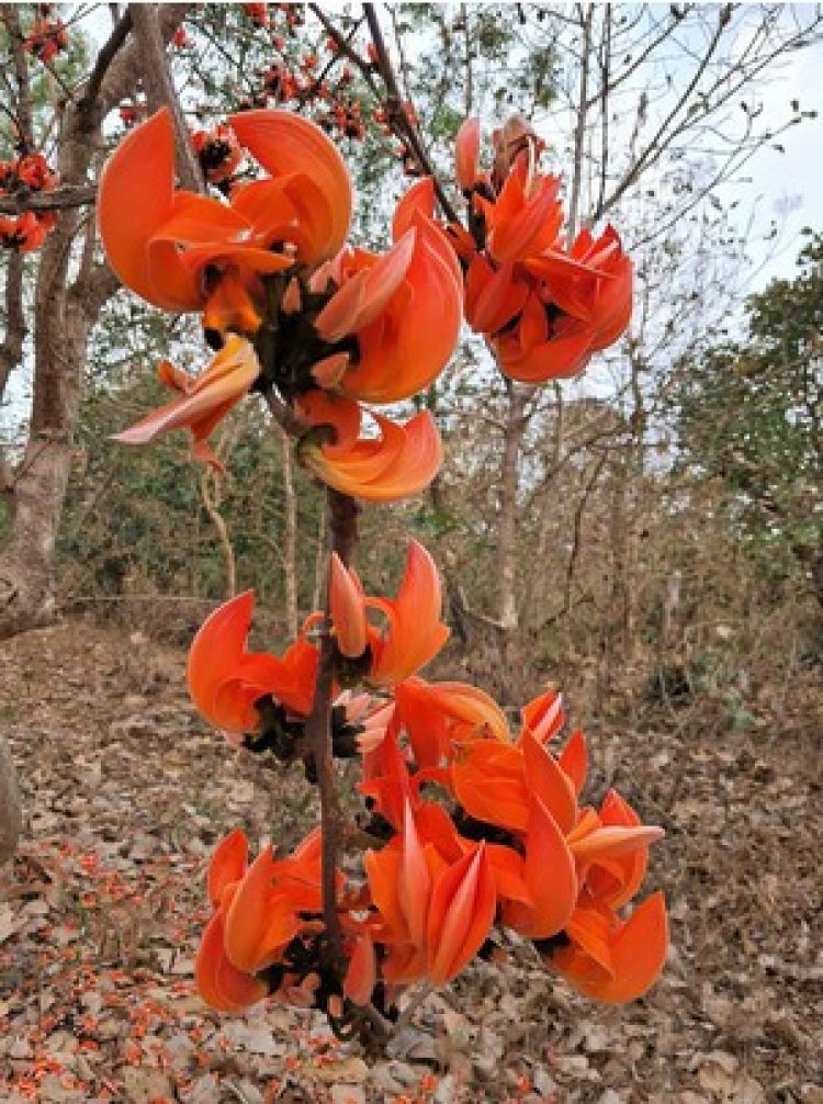    ವಿನಾಶದ ಅಂಚಿನಲ್ಲಿ ವೃಕ್ಷ ರಾಜ ʼಮುತ್ತುಗ ʼ