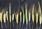 ಕರ್ನಾಟಕದಲ್ಲೂ ದೇಸಿ ಗೋಧಿ ತಳಿಗಳ ವೈಭವ