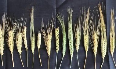 ಕರ್ನಾಟಕದಲ್ಲೂ ದೇಸಿ ಗೋಧಿ ತಳಿಗಳ ವೈಭವ