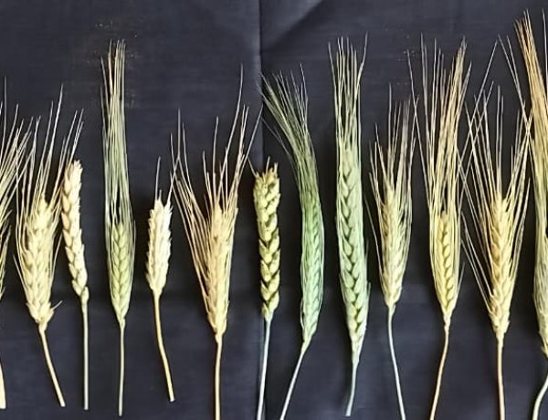 ಕರ್ನಾಟಕದಲ್ಲೂ ದೇಸಿ ಗೋಧಿ ತಳಿಗಳ ವೈಭವ