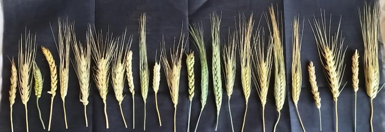 ಕರ್ನಾಟಕದಲ್ಲೂ ದೇಸಿ ಗೋಧಿ ತಳಿಗಳ ವೈಭವ